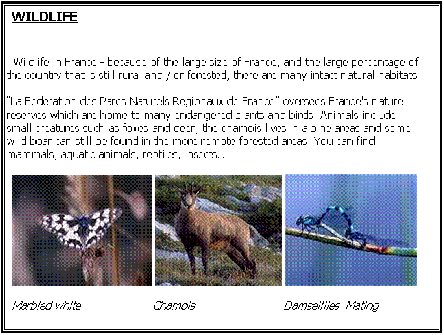 Cuadro de texto: WILDLIFE


  Wildlife in France - because of the large size of France, and the large percentage of the country that is still rural and / or forested, there are many intact natural habitats.             
La Federation des Parcs Naturels Regionaux de France oversees France's nature reserves which are home to many endangered plants and birds. Animals include small creatures such as foxes and deer; the chamois lives in alpine areas and some wild boar can still be found in the more remote forested areas. You can find mammals, aquatic animals, reptiles, insects
       
  Marbled white                     Chamois                          Damselflies  Mating

